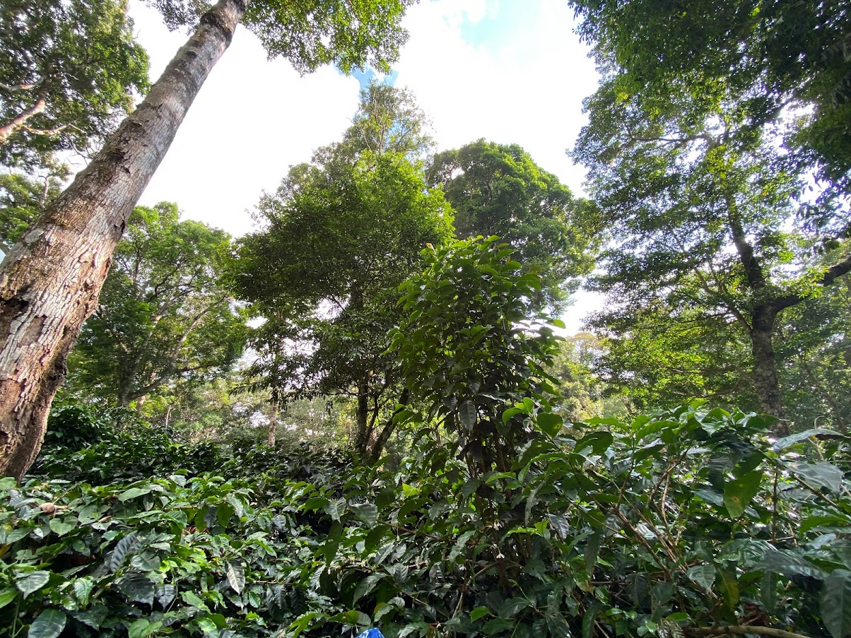 Shade-grown Coffee Plot