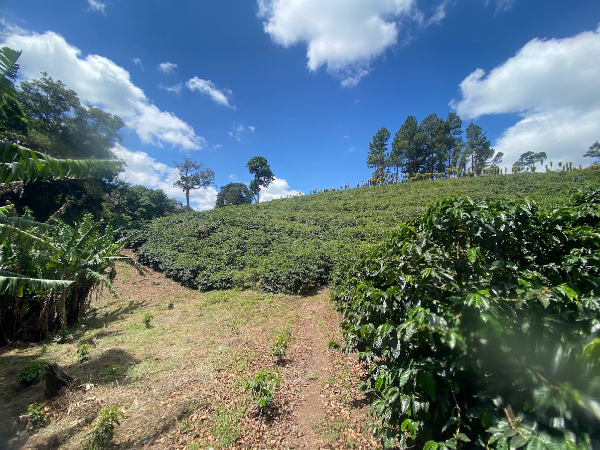 Sun-grown Coffee Plot